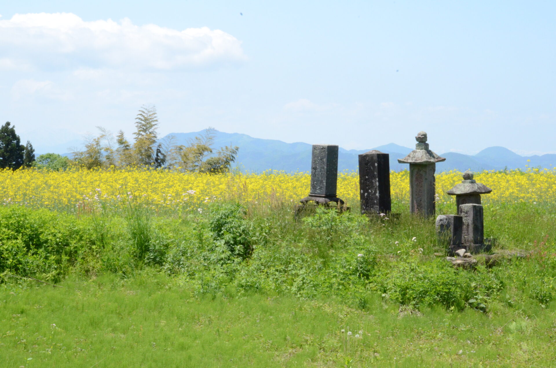 夏ちかし山並み白雲菜の畑薫風そよぎ墓並びをり