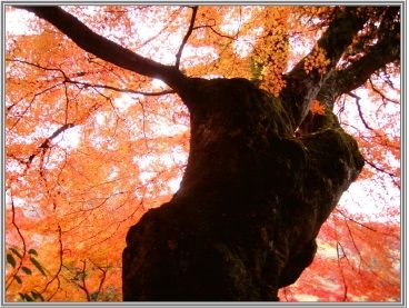 朝光に古刹のもみじ 透かし見ゆ 超えし時空は三百余年