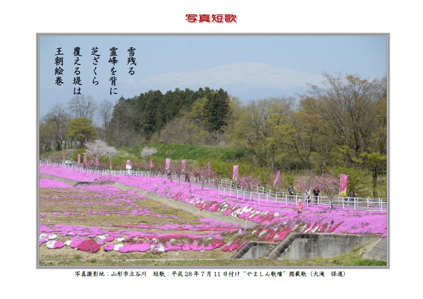 作品番号-１６：雪残る霊峰を背に芝ざくら覆える堤は王朝絵巻