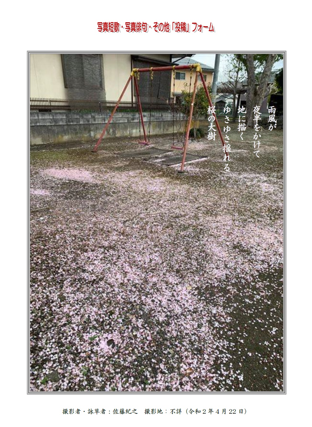 雨風が夜半をかけて地に描くゆさゆさ揺れる桜の大樹