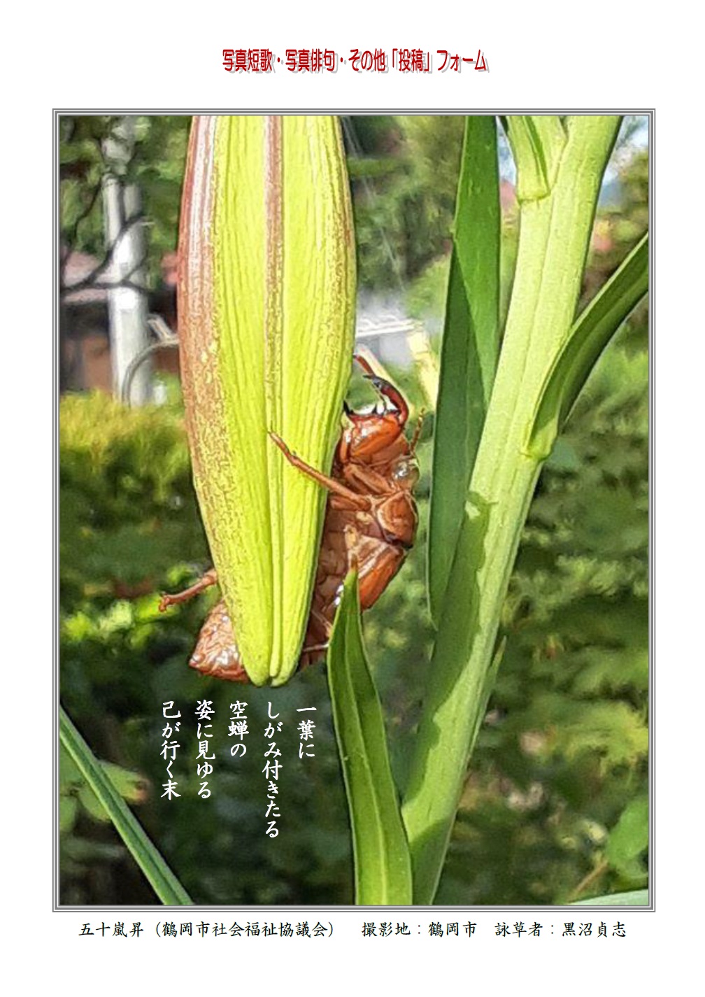 一葉にしがみ付きたる空蝉の姿に見ゆる己が行く末