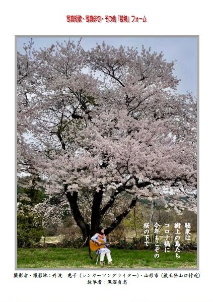 聴衆は樹上の鳥たちコロナ禍に今年もこぞの桜の下で